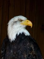 Sea ââEagle Bird