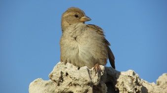 deliciously beautiful Sparrow Bird