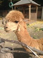 Alpaca Animal head closeup portrait