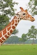 long neck of a giraffe