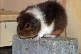 fluffy Guinea Pig