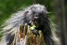 Animals on Alaska