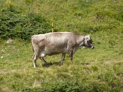 gray cow in pasture