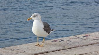 Seagull Bird in Portugal