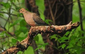 perched brown dove