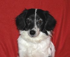 portrait of a dog on a red background