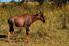 wild animal in Serengeti