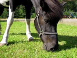 Horse small Pony