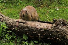 delightful Prairie Dog