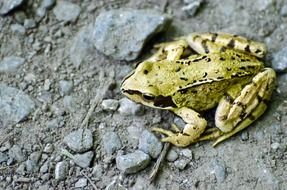 yellow frog in the wild