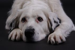 portrait of a white dog lying on a black surface