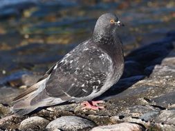 Dove on the stones