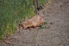 black-tailed prairie dog outdoor