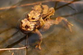 Frogs in Lake