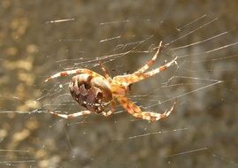 yellow spider on the cobweb