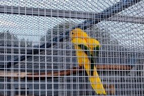 Captivity Cage Bird