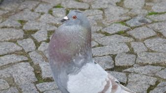 Dove is standing