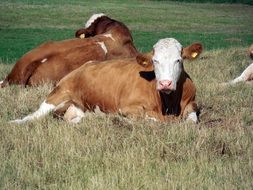 Cows resting on Pasture