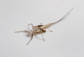 empty insect larva