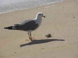 seagull on a sunny beach