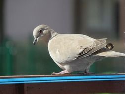 beige dove