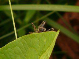 toxic spider on a green leaf