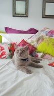 british shorthair cat on a bed