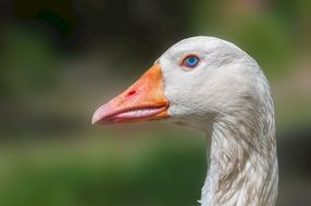 white goose head on blurred background