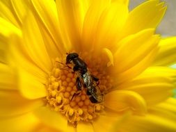 wasp on a yellow flower