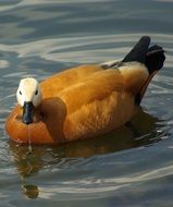 Picture of beautiful duck bird