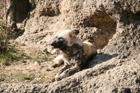 wild animal lying on the sand