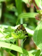 panorpa communis on a green plant