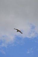 Bird Sky Blue