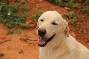 Labrador dog is smiling