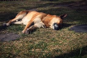 dog sleeps on the street