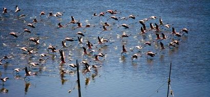 flock of flamingos in the water