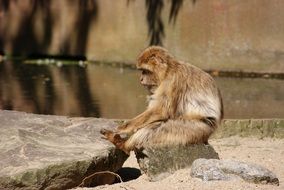 resting barbary macaque