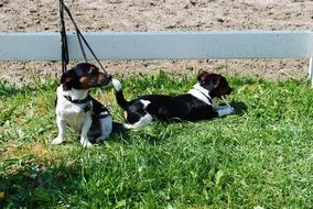 two jack russel puppies are tied on a leash