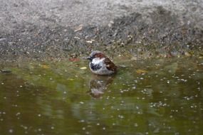 colorful sparrow on the water