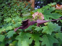 Hummingbird as a Decorative purple figure