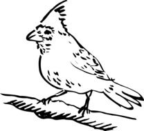 Bird with crest, black outline