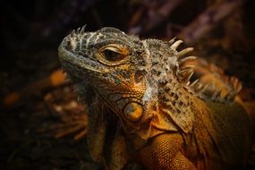 reptile in terrarium