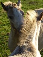 Friendship of the welsh ponies
