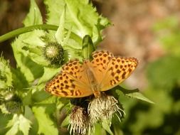 butterfly with royal wings on a flowering plant