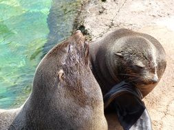pair of sea lions near the water