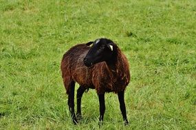 Black sheep in the pasture