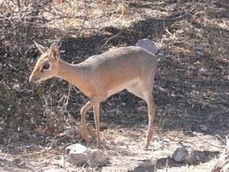 young antelope in the wild