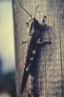 Close-up of the grasshopper