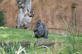 black gorilla in the aviary in the zoo