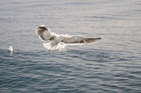 Seagull is flying on the water